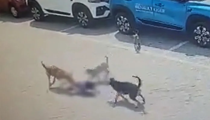 Dog Attack On Child Viral Video CCTV Footage, Twitter & Reddit