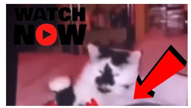 Chyanne Ceaser Leaked Onlyfans Video Cat Tiktok, Twitter, Reddit